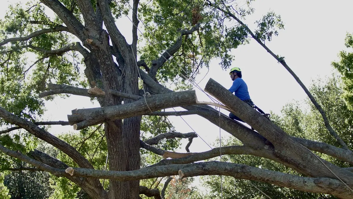 Professional Crown Thinning performed by certified arborists in Raywood